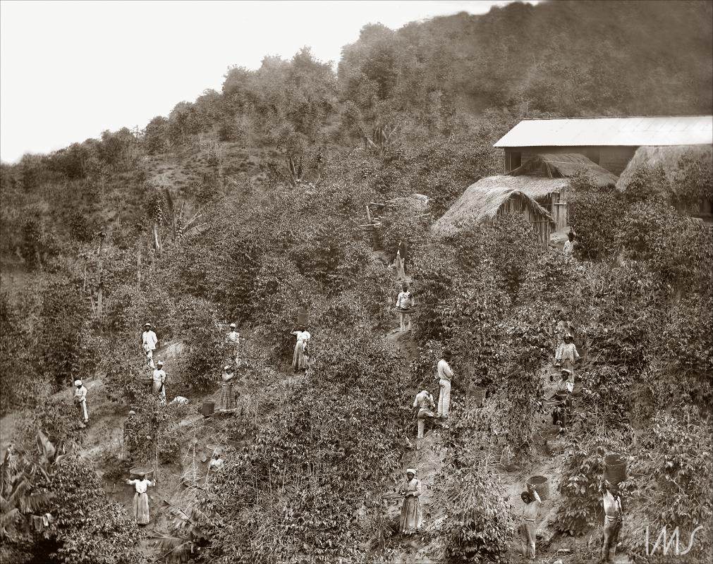 Tempos áureos da cafeicultura em Minas Gerais. 