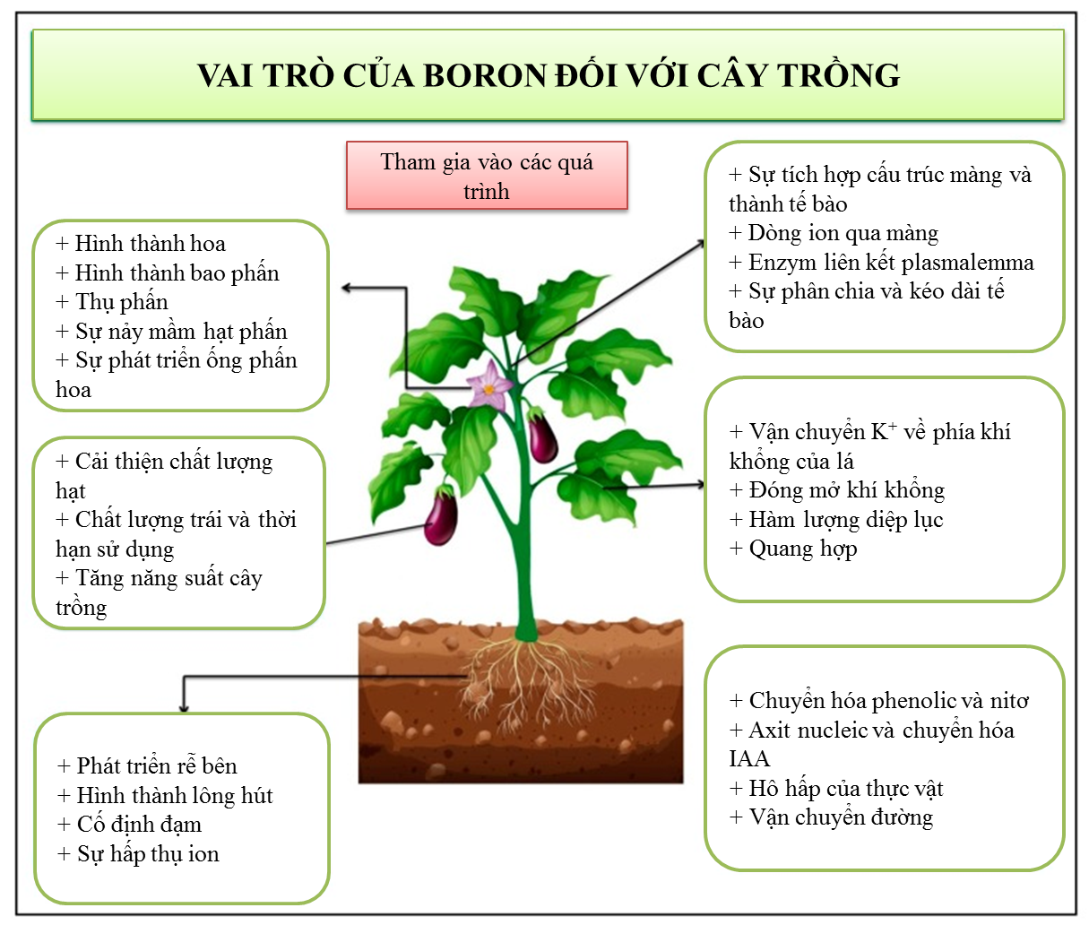 Bệnh nứt thân, xì mủ: Nguyên nhân, triệu chứng & cách phòng trị