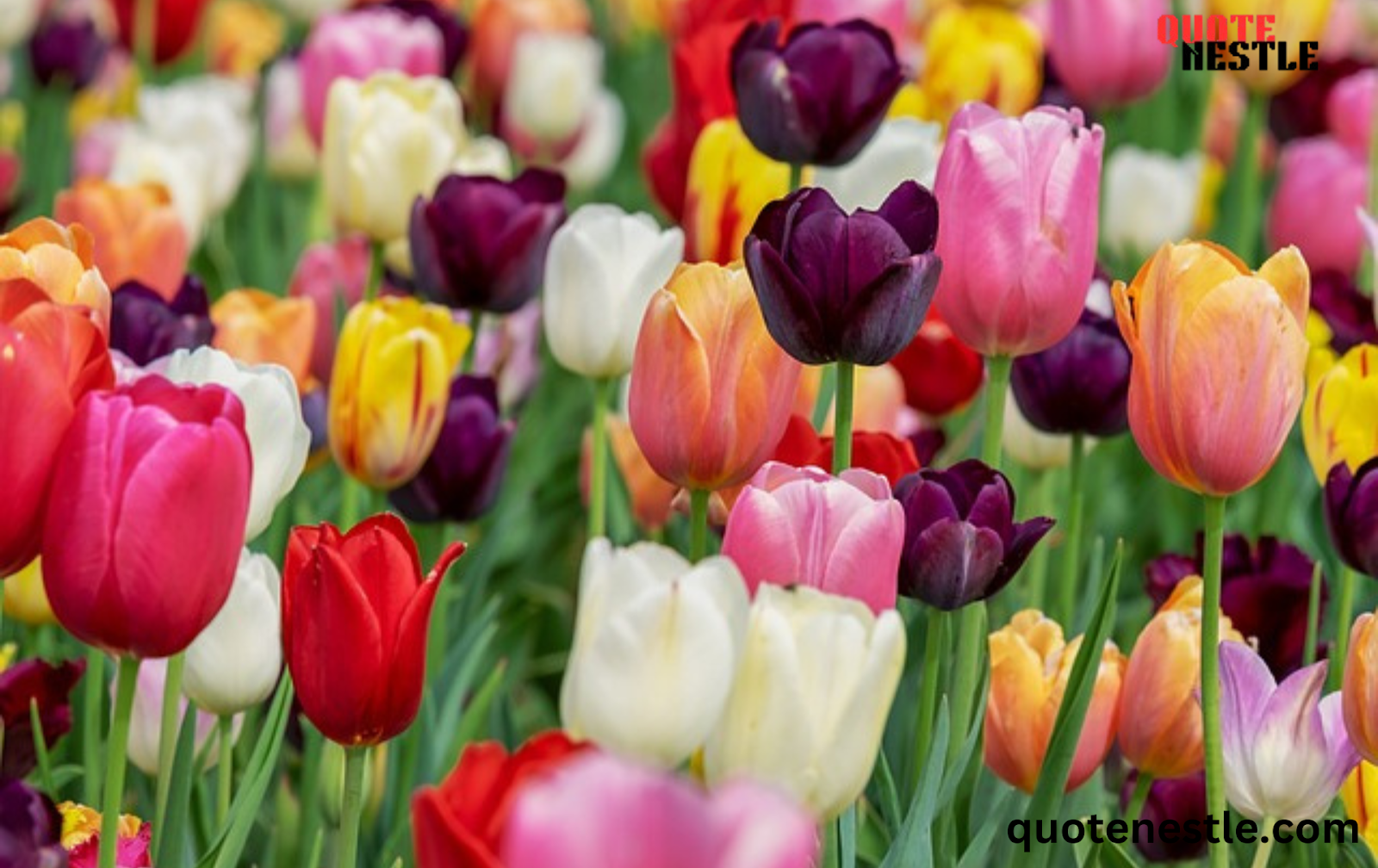 Colorful Tulips