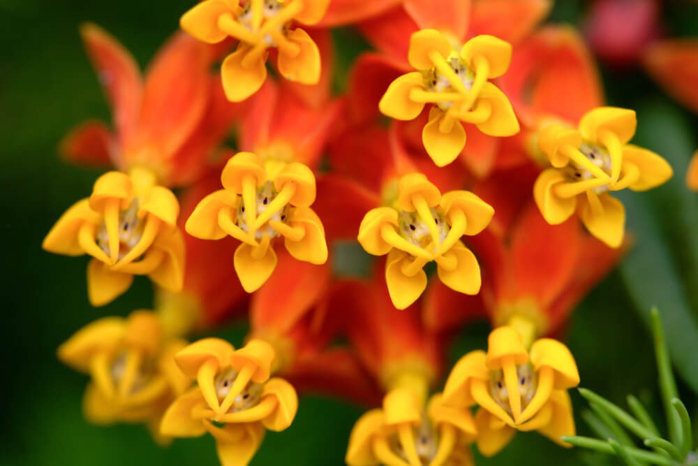 Scarlet Milkweed