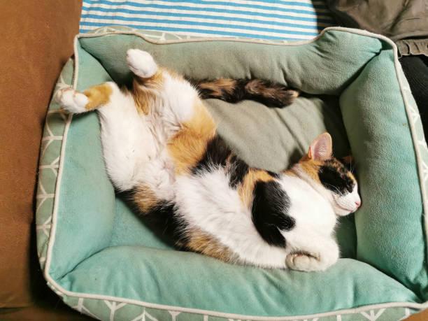 A cat lying on a bed

Description automatically generated