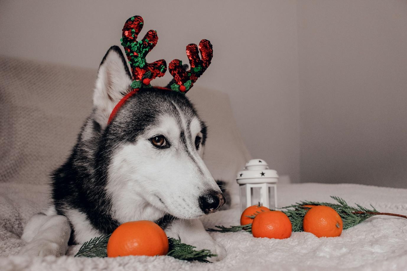 a husky dog wearing a reindeer antlers headband