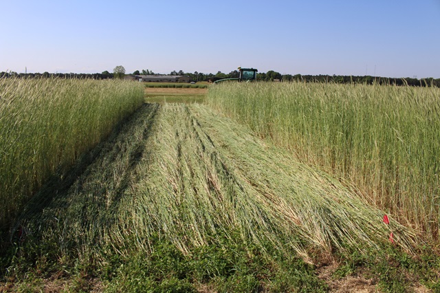 Rolled Cereal Rye