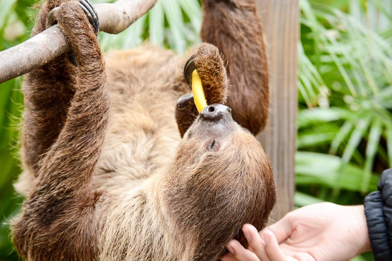 A two-toed sloth at Wild Florida’s Gator Park enjoying some fruit and being petted. 