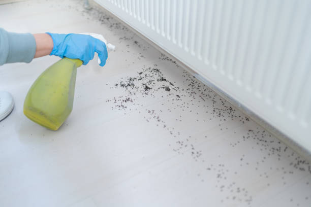 Effective ant spray solutions by Green Machine Pest Control ensure a pest-free home, eliminating ants and preventing their return. 