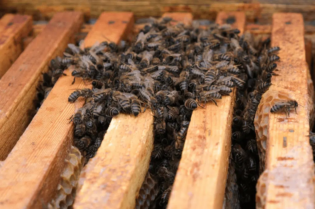 Isolation, condensation et ventilation dans les ruches : comment protéger nos abeilles - APICULTEUR DÉBUTANT