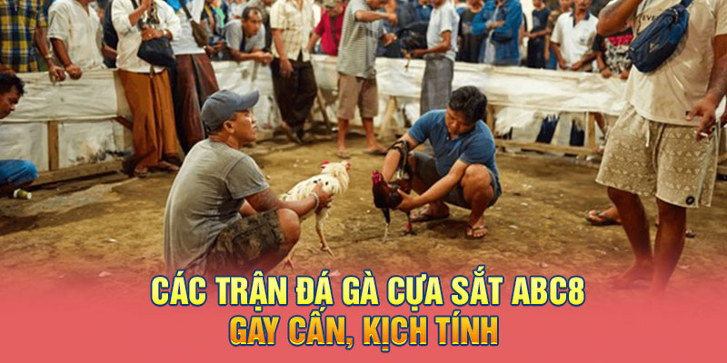 Tận hưởng các trận đá gà cựa sắt kịch tính, gay cấn