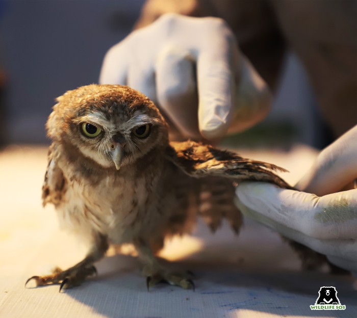 Owl injured by Kite string