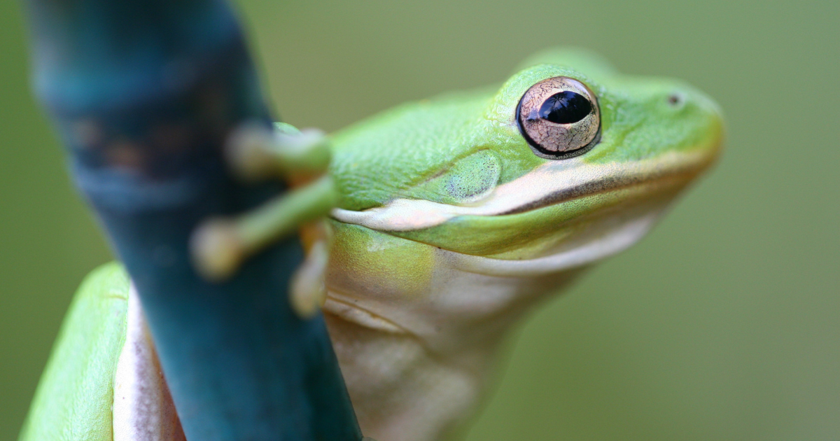  A Cuban tree frog clinging onto the stem of a plant.