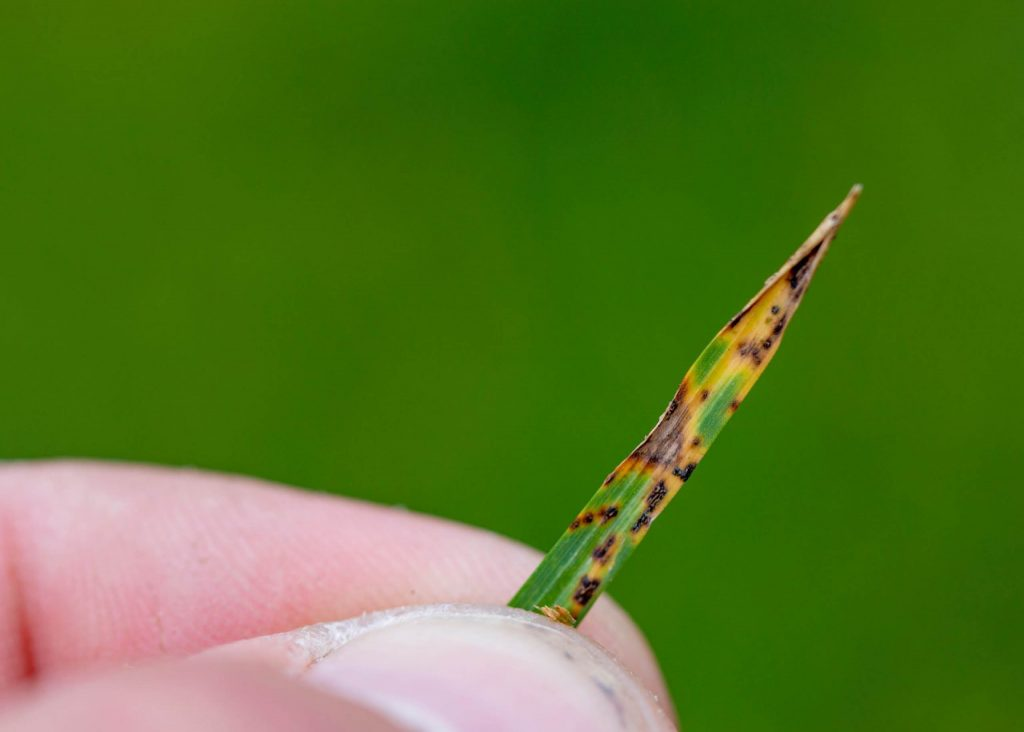 Identifying Lawn Fungus