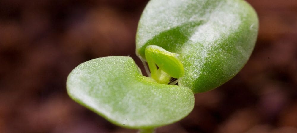 cosa fare dopo la germinazione dei semi di marijuana
