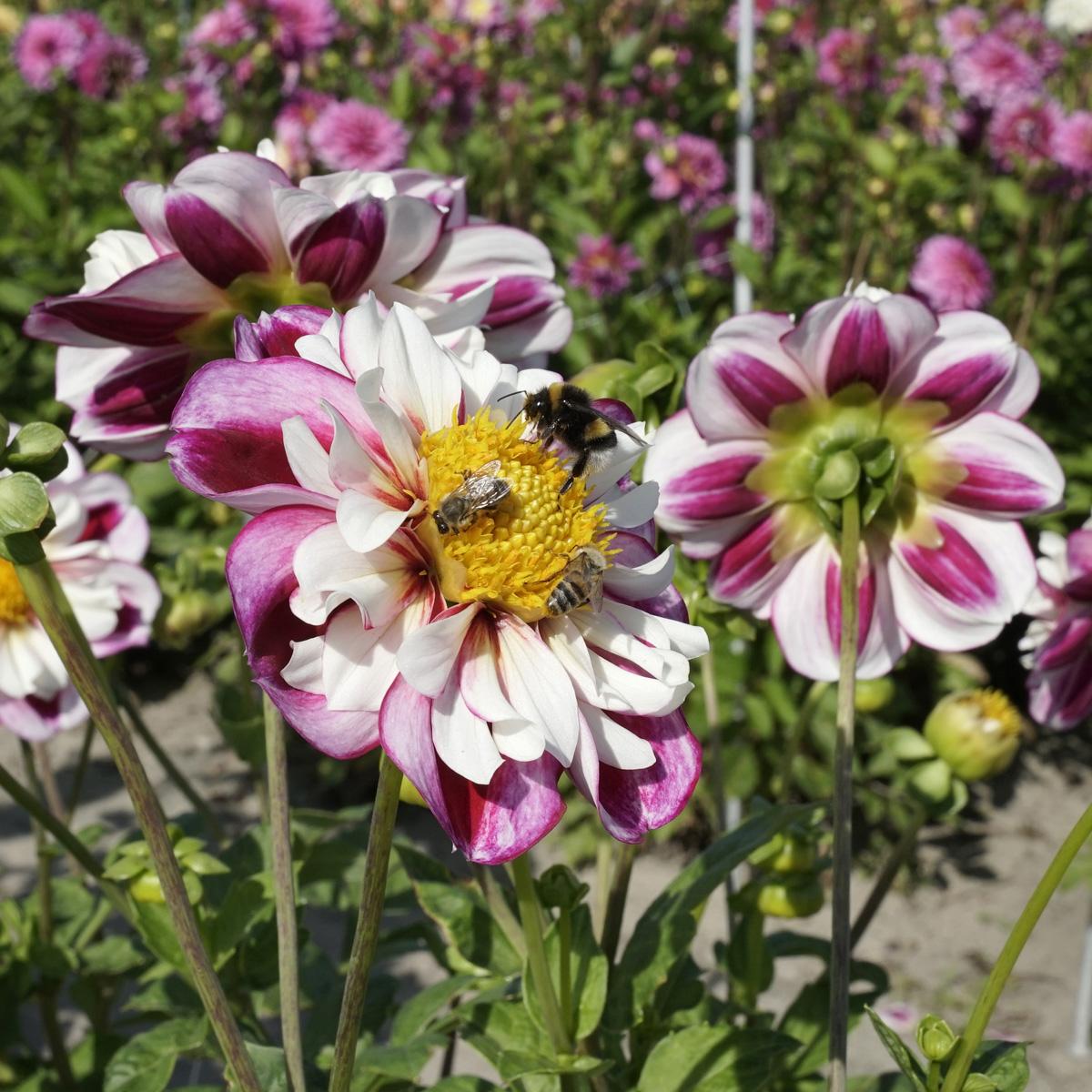 Afbeelding met bloemblaadje, plant, insect, bloem

Automatisch gegenereerde beschrijving