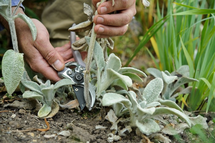 Caring for and Maintaining Lamb’s Ear