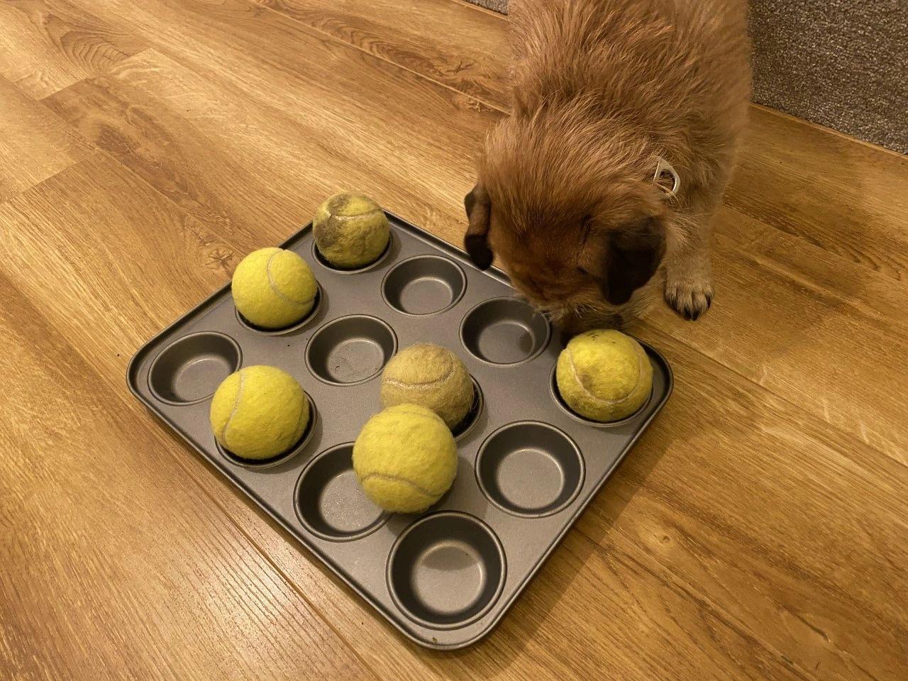 Maisy the Jug with a muffin tray and tennis balls 