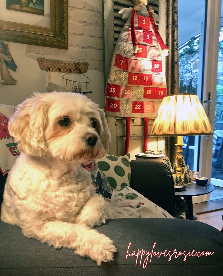 cavachon-dog-sitting-on christmas chair