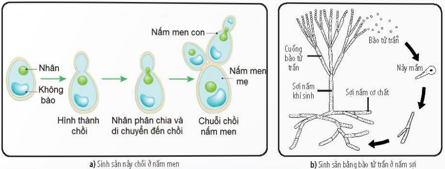 BÀI 25 - SINH TRƯỞNG VÀ SINH SẢN Ở VI SINH VẬTMỞ ĐẦUCâu 1: Hãy đọc những thông tin in trên phần nắp để tìm hiểu cách bảo quản và thành phần vi khuẩn có trong hộp sữa chua. Vào mùa hè, một số cửa hàng tạp hóa để các lốc sữa chua trên kệ ở nhiệt độ thường (khoảng 28 – 30oC). Một vài hộp sữa chua có hiện tượng phồng nắp lên. Hãy nhận xét cách bảo quản sữa chua của cửa hàng tạp hóa trên và giải thích vì sao nắp hộp sữa bị phồng lên.Giải nhanh:Cách bảo quản của cửa hàng tạp hóa là sai do theo thông tin trên nắp hộp, cần bảo quản sữa chua ở điều kiện lạnh với nhiệt độ 6oC – 8oC.Giải thích hiện tượng nắp hộp sữa chua bị phồng lên: Ở điều kiện từ 28 – 30oC, vi khuẩn lactic trong hộp sữa chua không bị ức chế nên tiếp tục hoạt động lên men tạo lactic acid, tạo ra bọt khí CO2 và nước. Khí CO2 sinh ra làm cho nắp hộp sữa chua bị phồng lên.I. KHÁI NIỆM SINH TRƯỞNG Ở VI SINH VẬTCâu 1: Dựa vào Hình 25.2, hãy nhận xét số lượng tế bào vi khuẩn E. coli sau mỗi lần phân chia. Từ đó hãy cho biết khái niệm sinh trưởng ở sinh vật.Giải nhanh:  - Số lượng tế bào vi khuẩn E. coli tăng gấp đôi sau mỗi lần phân chia.- Sinh trưởng ở sinh vật là sự gia tăng số lượng cá thể trong quần thể sinh vật.Câu 2: Vì sao nói sinh trưởng ở vi sinh vật là sinh trưởng của quần thể?Giải nhanh:Vì vi sinh vật có kích thước rất nhỏ nên khó nhận ra được sự gia tăng về kích thước, khối lượng nên ta cần xem xét trên phạm vi quần thể.Luyện tập: Hãy so sánh sự sinh trưởng của quần thể vi sinh vật với sự sinh trưởng của các sinh vật đa bào.Giải nhanh:Tiêu chíSinh trưởng củaquần thể vi sinh vậtSinh trưởng củasinh vật đa bàoGiống nhauĐều có bản chất là sự gia tăng số lượng tế bào nhờ quá trình phân bào.Khác nhauLà sự gia tăng số lượng tế bào của quần thể vi sinh vật.Là sự gia tăng kích thước và khối lượng của một cơ thể.II. SINH TRƯỞNG CỦA QUẦN THỂ VI SINH VẬTCâu 3: Đọc thông tin trên và quan sát hình 25.3, hãy trình bày đặc điểm các pha sinh trưởng của quần thể vi khuẩn trong nuôi cấy không liên tục.Giải nhanh: 1. Pha tiềm phát: Sự trao đổi chất và sinh trưởng của quần thể vi khuẩn trong môi trường nuôi cấy không liên tục.2. Pha lũy thừa: Sự sinh trưởng mạnh mẽ và tốc độ phân chia của vi khuẩn đạt tối đa nhờ vào nguồn dinh dưỡng dồi dào.3. Pha cân bằng: Vi khuẩn sinh ra với tốc độ bằng số lượng vi khuẩn chết do sự giảm dần của nguồn dinh dưỡng.4. Pha suy vong: Sự tăng dần số lượng vi khuẩn chết do cạn kiệt nguồn dinh dưỡng và tích lũy chất độc hại.Câu 4: Hãy vẽ và giải thích đường cong sinh trưởng trong nuôi cấy liên tục.Giải nhanh:Ở pha tiềm phát, đường cong sinh trường thể hiện số lượng tế bào lúc bắt đầu nuôi cấy, lúc này các tế bào vi sinh vật bắt đầu thích nghi với môi trường nên số lượng tế bào sống bằng tế bào chết đi.Ở pha lũy thừa, đường cong sinh trưởng tăng do mật độ bắt đầu tăng, và đạt cực đại tại cuối pha. Trong pha này, các tế bào đã thích nghi được với môi trường nên số lượng tế bào sinh ra nhiều hơn so với tế bào chết đi.Ở pha cân bằng, đường cong sinh trưởng hầu như thẳng do mật độ hầu như không thay đổi. Lúc này dinh dưỡng bắt đầu thiếu hụt dần nên số lượng tế bào sinh ra bằng số lượng tế bào chết.Ở pha suy vong, đường cong sinh trường giảm xuống do dinh dưỡng cạn kiệt đồng thời các chất độc hại cho sự sinh trưởng của quần thể được tích lũy nên số lượng tế bào chết đi lớn hơn số lượng tế bào sinh ra làm mật độ tế bào suy giảm.Luyện tập: Hãy so sánh sự sinh trưởng của quần thể vi khuẩn trong nuôi cấy liên tục và không liên tụcGiải nhanh:- Giống nhau: Quần thể vi khuẩn trong cả hai môi trường nuôi cấy liên tục và không liên tục trải qua ba giai đoạn: pha tiềm phát, pha lũy thừa và pha suy vong.- Khác nhau: Trong môi trường nuôi cấy không liên tục, khi dinh dưỡng cạn kiệt, quần thể vi khuẩn giảm dần (pha suy vong). Trái lại, trong môi trường nuôi cấy liên tục, do dinh dưỡng được cung cấp liên tục, quần thể vi khuẩn được duy trì và có thể tăng lên ở giai đoạn pha cân bằng, không gặp pha suy vong.III. MỘT SỐ HÌNH THỨC SINH SẢN Ở SINH VẬTCâu 5: Đọc thông tin trong mục III và quan sát Hình 25.4, 25.5, hãy phân biệt các hình thức sinh sản của vi sinh vật nhân sơ và vi sinh vật nhân thực.Giải nhanh:* Hình thức nhân đôi:  - Có ở cả sinh vật nhân sơ và nhân thực.  - Phân tử DNA của tế bào mẹ nhân đôi, kéo dài và tách thành hai phần bằng nhau để tạo ra hai cơ thể con.* Hình thức bào tử vô tính:  - Có ở cả sinh vật nhân sơ và nhân thực.  - Bào tử nảy mầm khi có điều kiện thuận lợi, tạo thành cơ thể mới.  - Ở sinh vật nhân sơ: ADN nhân đôi nhiều lần, tạo thành dãy bào tử, mỗi bào tử chứa một bản sao ADN.  - Ở sinh vật nhân thực: Tế bào nguyên phân nhiều lần để tạo ra các bào tử độc lập.* Hình thức nảy chồi:  - Chỉ có ở sinh vật nhân thực.  - Bộ nhiễm sắc thể của tế bào mẹ nhân đôi và tạo thành hai nhân.  - Tế bào mẹ mọc thành u lồi, một nhân, và tế bào chất di chuyển vào u lồi để tạo thành chồi.  - Chồi có thể dính liền với cơ thể mẹ để tạo thành tập đoàn hoặc tách ra để tạo thành cơ thể mới.* Hình thức bào tứ hữu tính:  - Chỉ có ở sinh vật nhân thực.  - Giảm phân để tạo ra giao tử khác giới, sau đó kết hợp hai loại giao tử để tạo ra cơ thể mới.Câu 6: Quan sát hình 25.5c, hãy cho biết trong vòng đời của nấm sợi tồn tại những hình thức sinh sản nào.Giải nhanh:- Sinh sản hữu tính và sinh sản vô tính.  BÀI 25 - SINH TRƯỞNG VÀ SINH SẢN Ở VI SINH VẬT