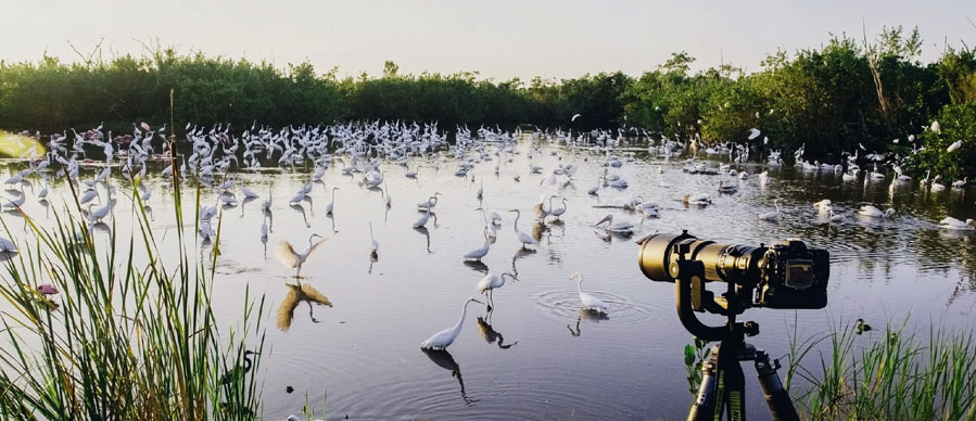 A camera on a tripod is set up near a wetland filled with hundreds of white birds, likely egrets or herons, surrounded by lush green trees and reeds, capturing the serene and vibrant scene of bird activity in the water.
