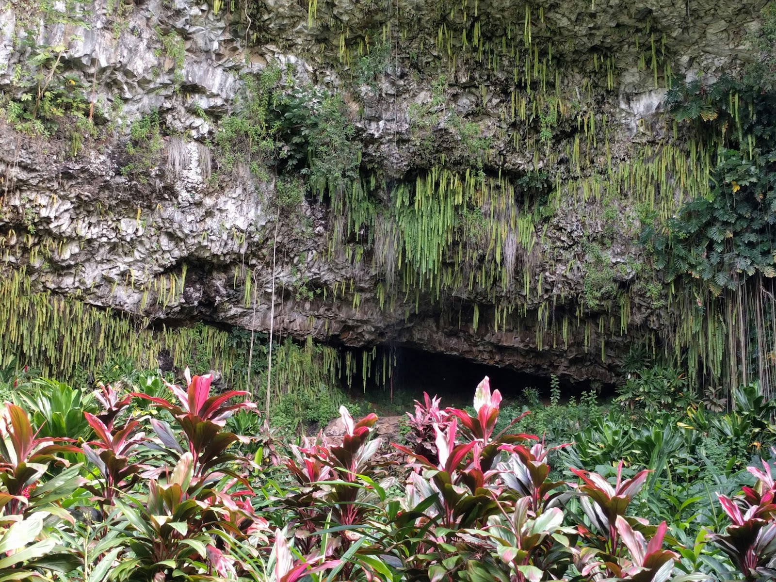 The beautiful Fern Grotto, a hidden lava cave draped in tropical greenery.