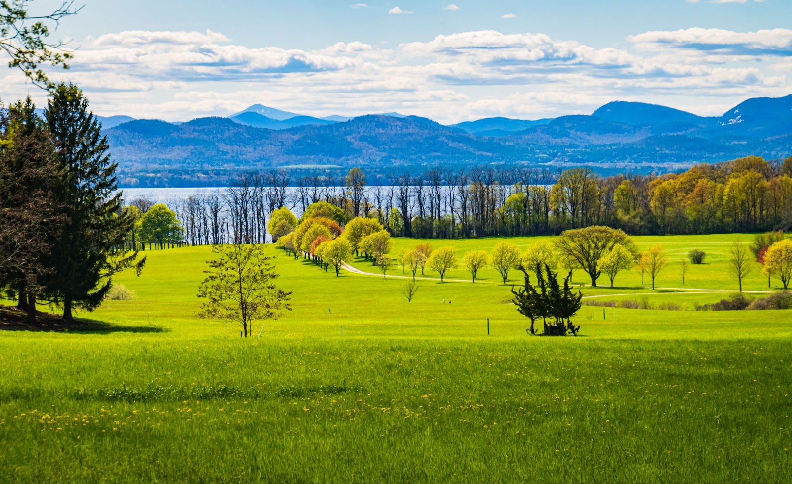 beautiful landscape meadow