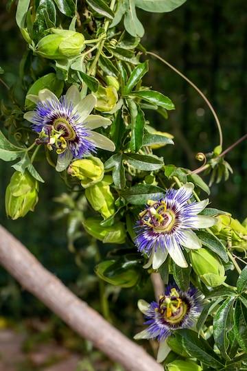 Passiflora Caerulea in Landscape Design