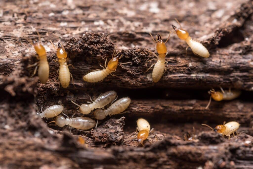 image of wood-destroying pests in the uk