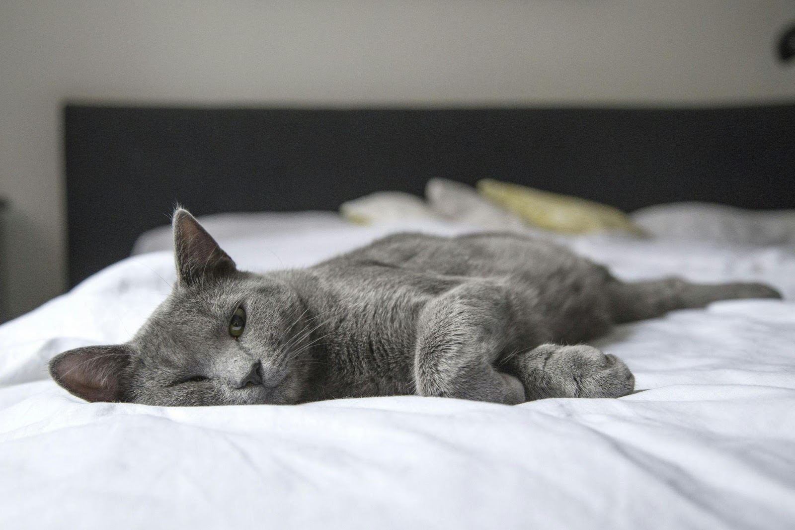 Silent Signs Your Cat Is Miserable