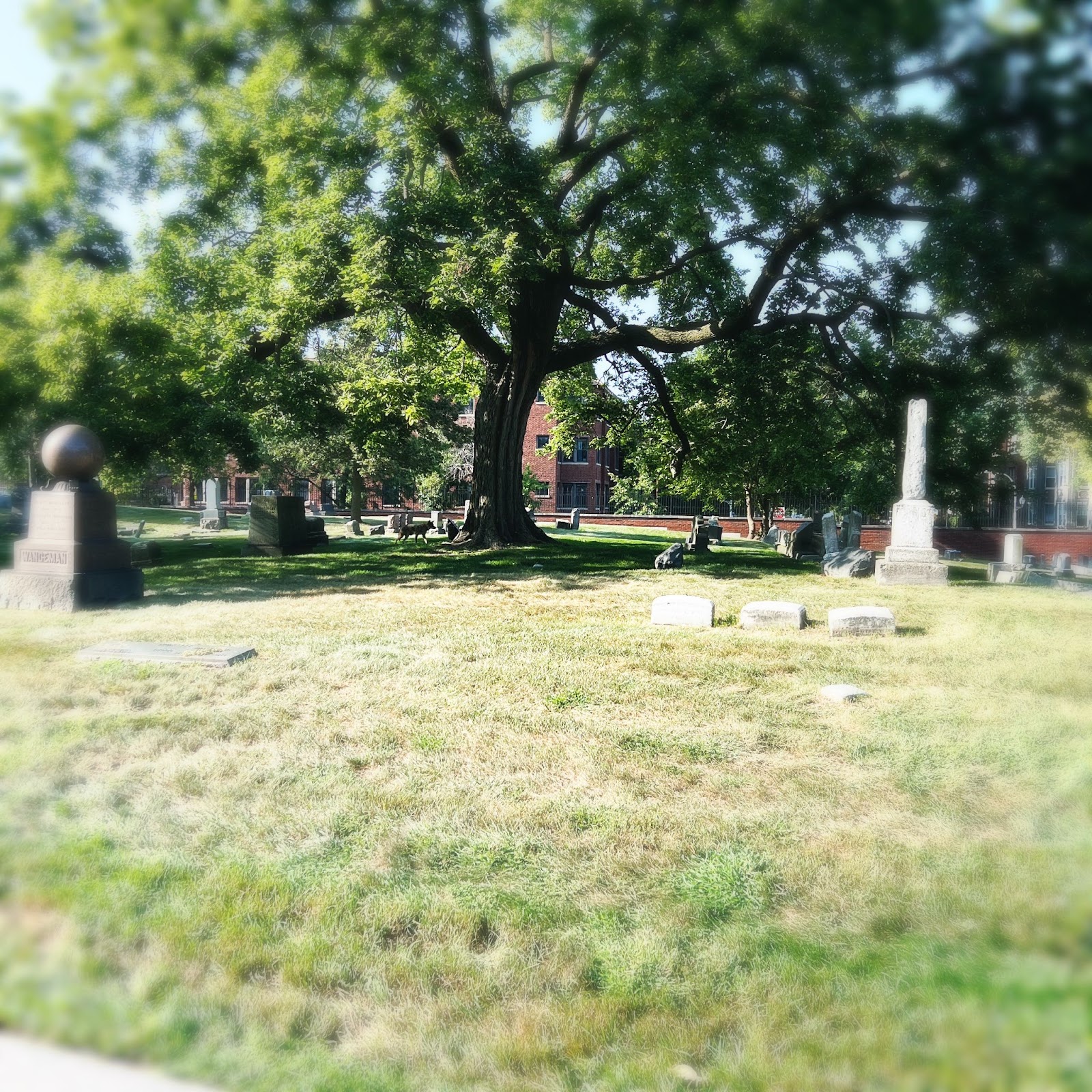 Graceland cemetery  