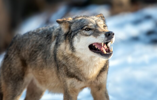 Gray Wolves