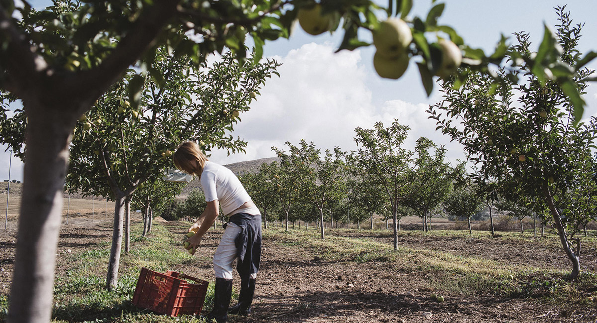 Image that shows organic farming practices being supported by Patagonia, a regenerative business