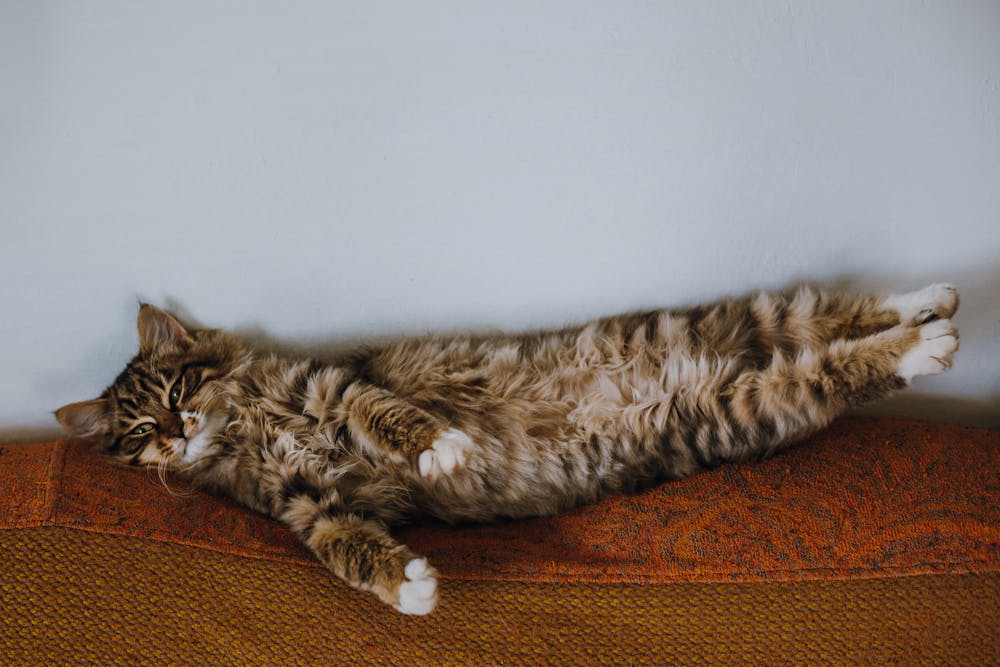 A man throws Cat which is now Lying Down