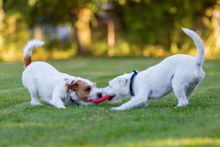 Pet boarding in bangalore