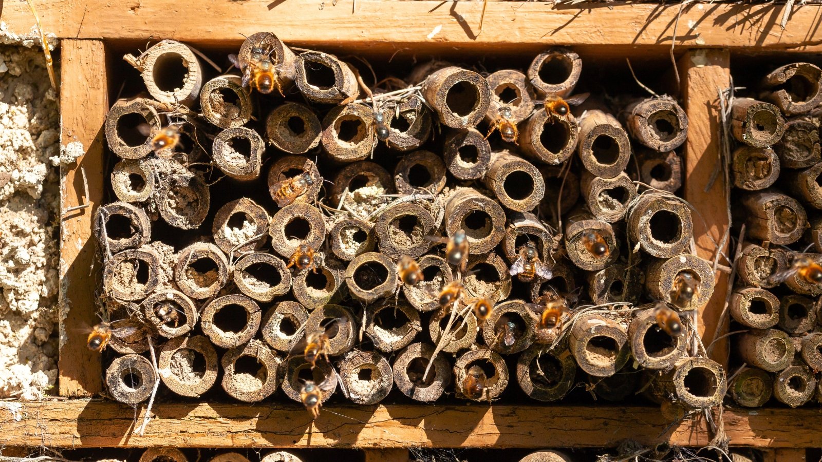 Bees fly around an insect hotel made of bamboo stalks in a sunny garden.