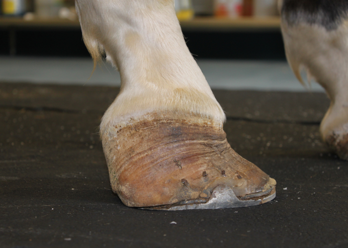 Club Foot Horse