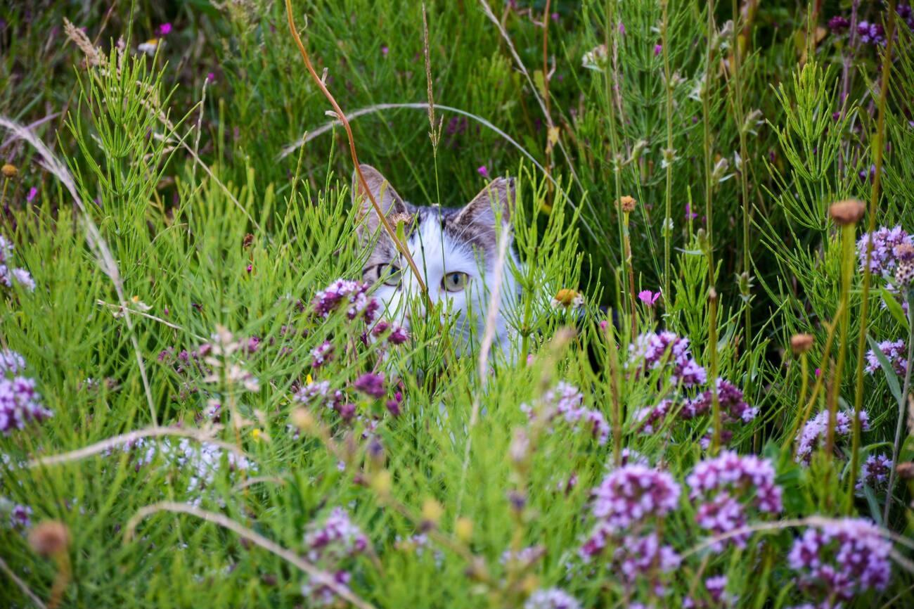 Lavender: The Floral Cat