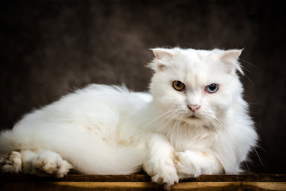 Cat Lying Down