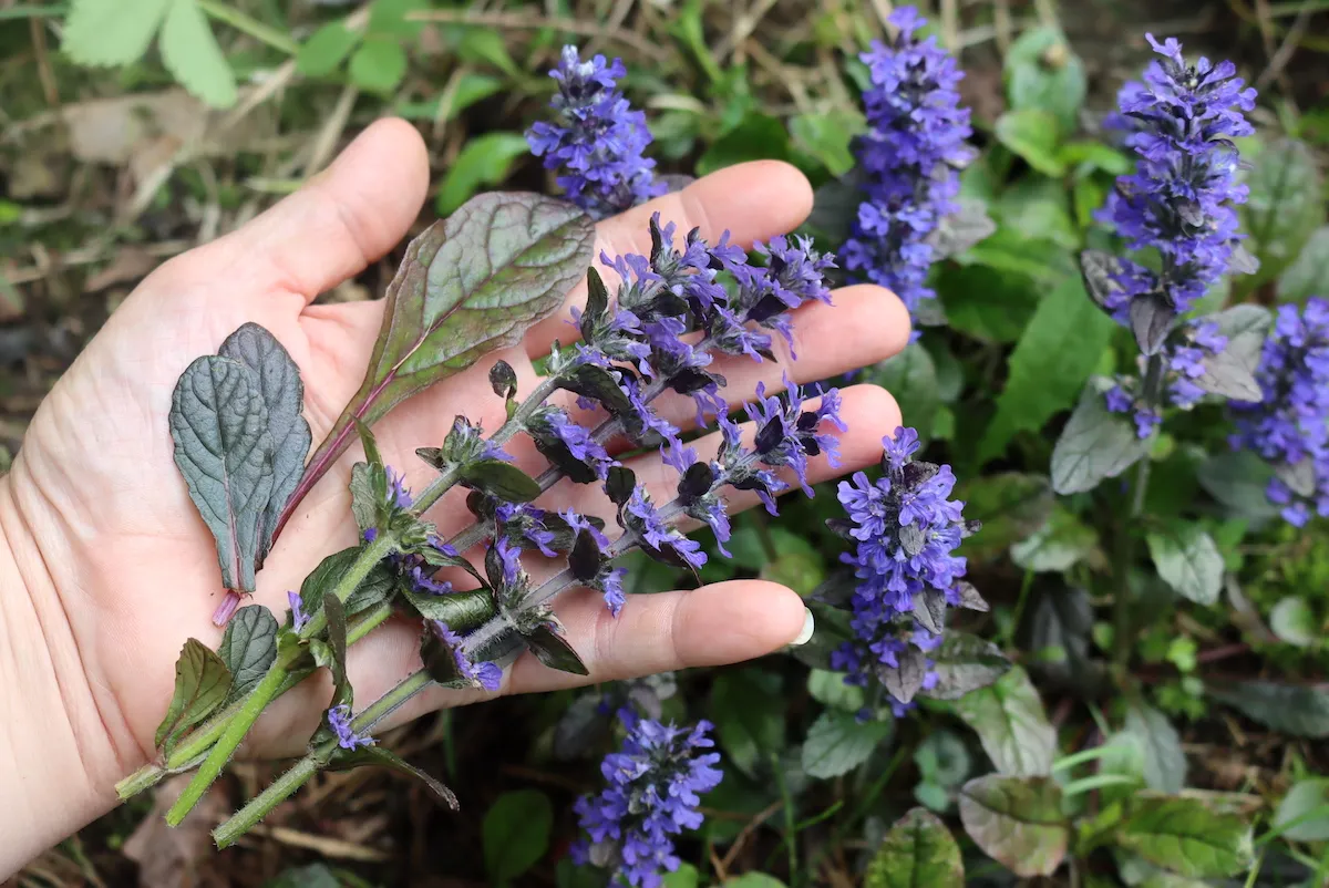 Ajuga Growing Conditions and Requirements