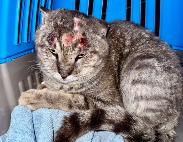 Resource Crisis Threatens 140 Cats Care