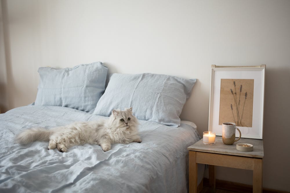 Gray Cat on the Bed