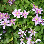 arabic flower names in english
