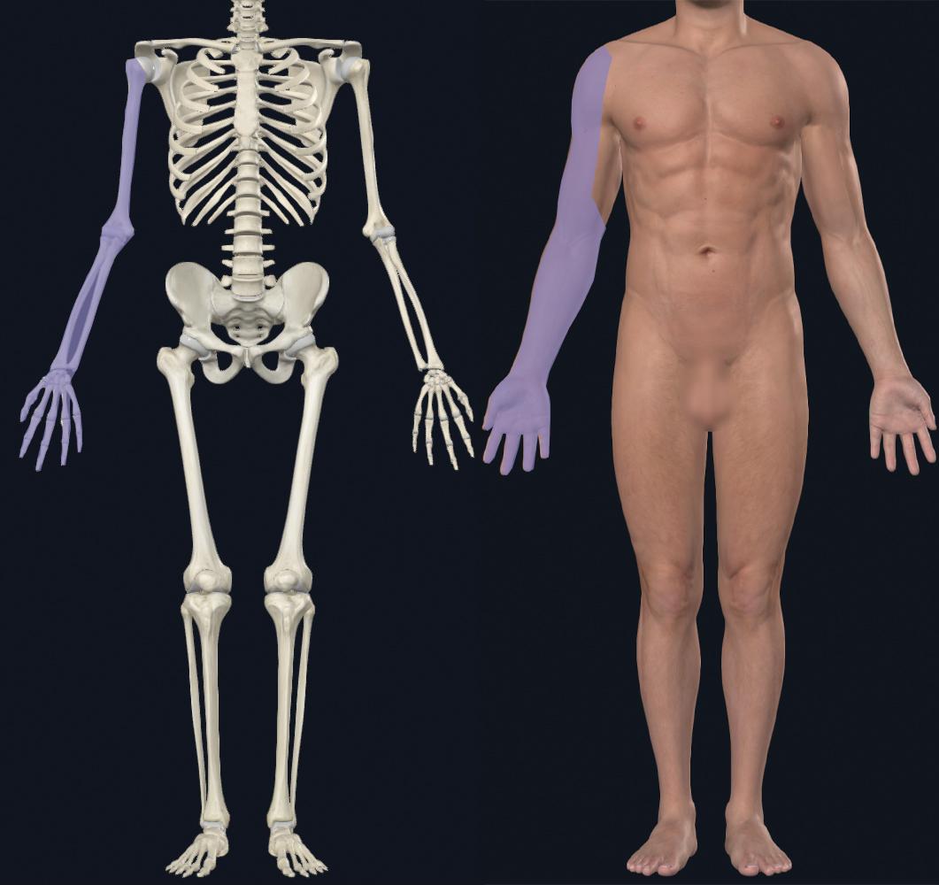 A person with a skeleton

Description automatically generated with medium confidence