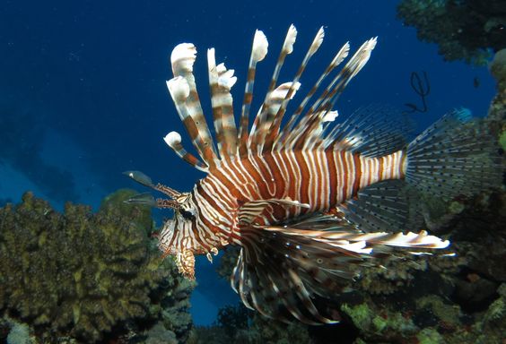 ras mohamed diving fish