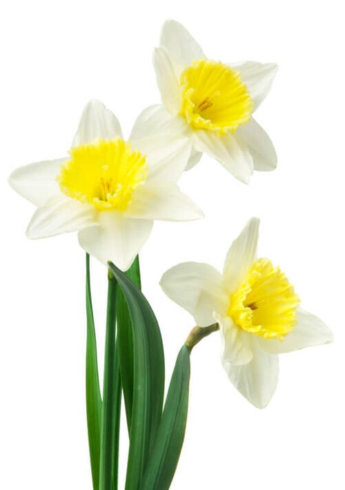 Narcissus