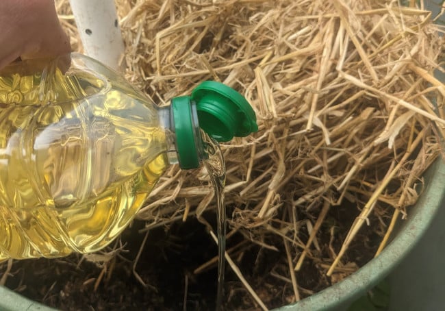 Pouring cooking oil into a hole made in the straw and the compost.