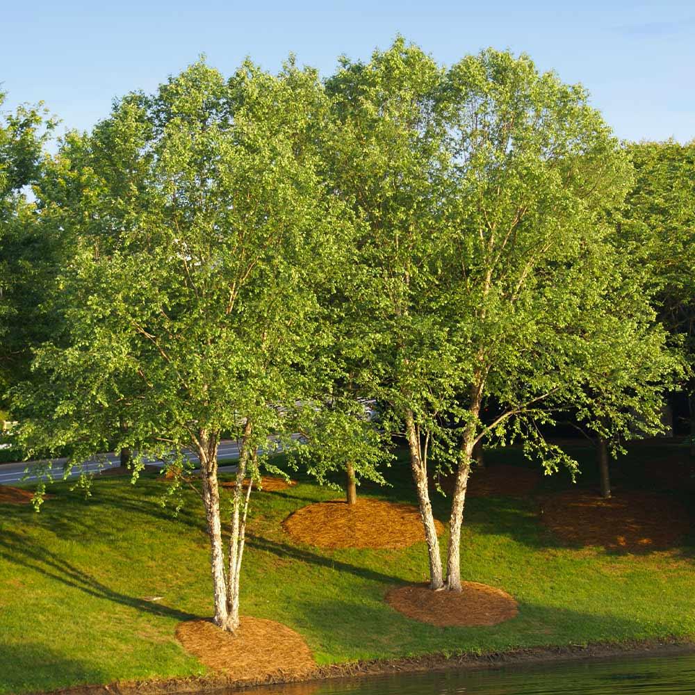 The Heritage River Birch is a fast-growing shade tree, great for wet areas