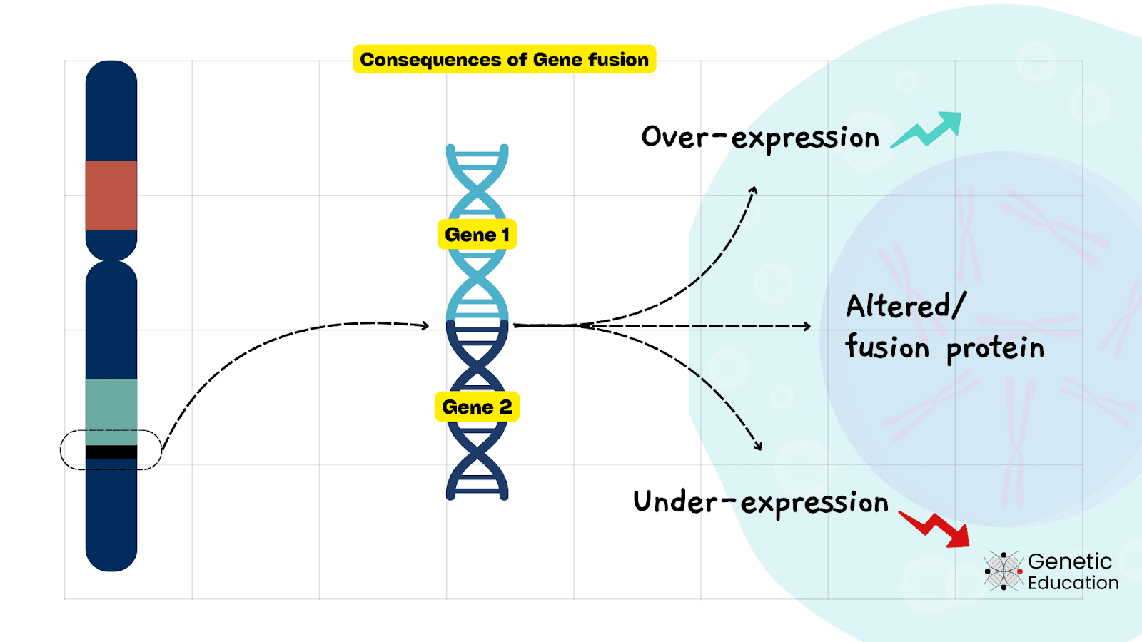 Illustration of the gene fusion between two genes and its consequences. 