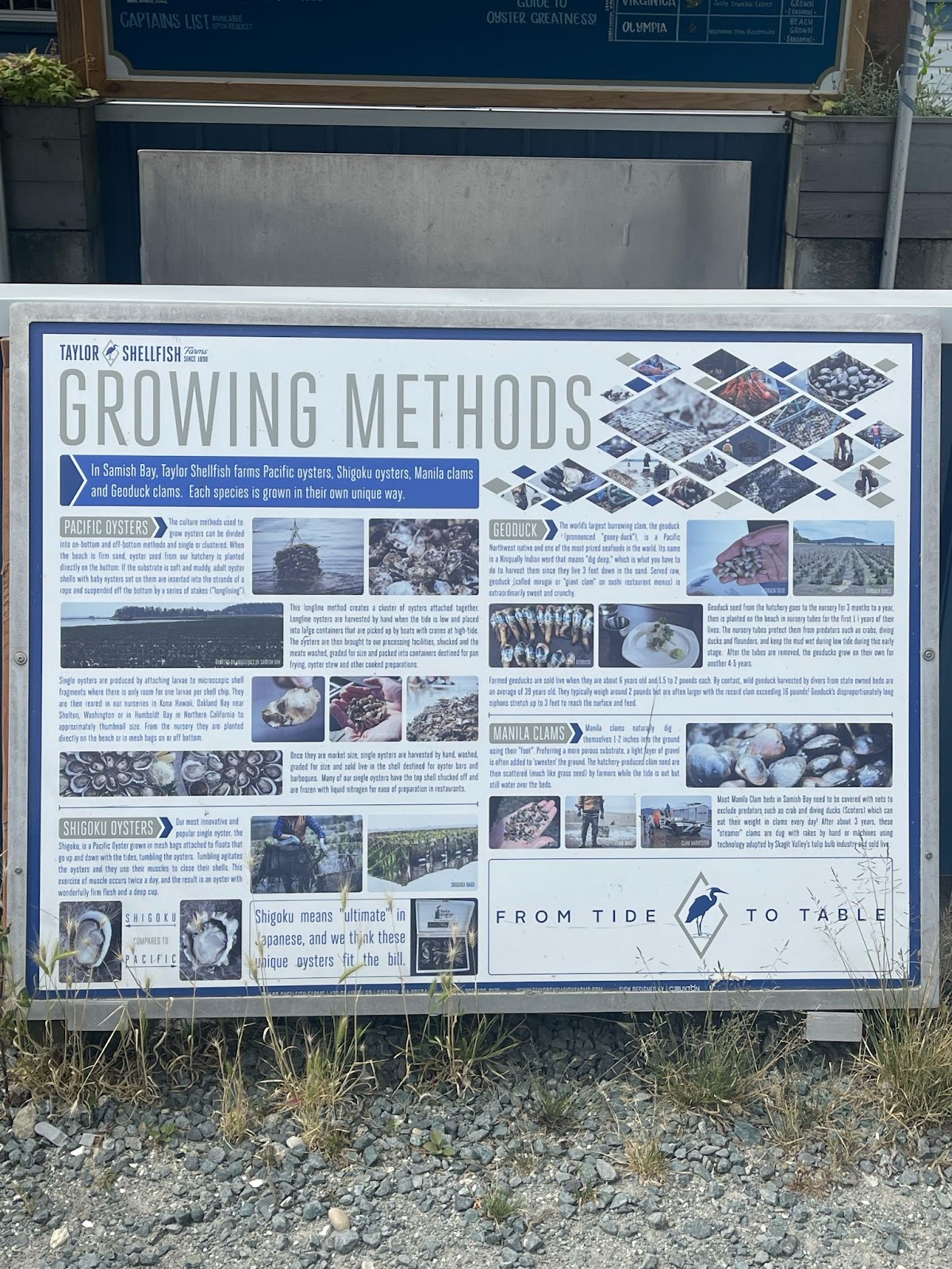 Detailed overview of shellfish growing methods used at Taylor Shellfish Farms in Samish Bay, including Pacific oysters, Shigoku oysters, and geoduck clams, all delivered fresh to Boise.