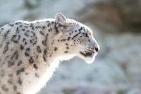 Snow Leopard