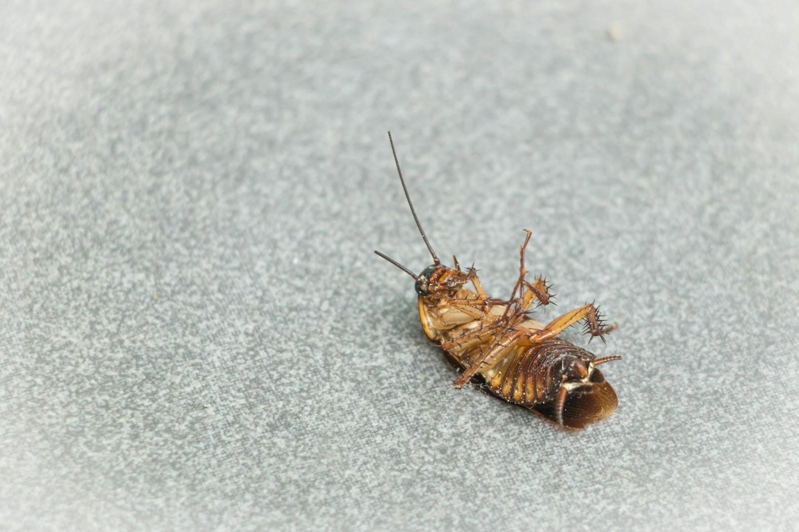 Dead German cockroach lying on its back on a gray surface, showing its light brown body and spiny legs.