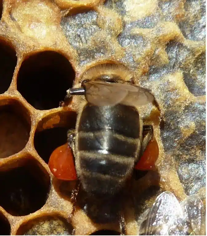 La propolis et ses propriétés bénéfiques pour la santé - Non classifié(e)