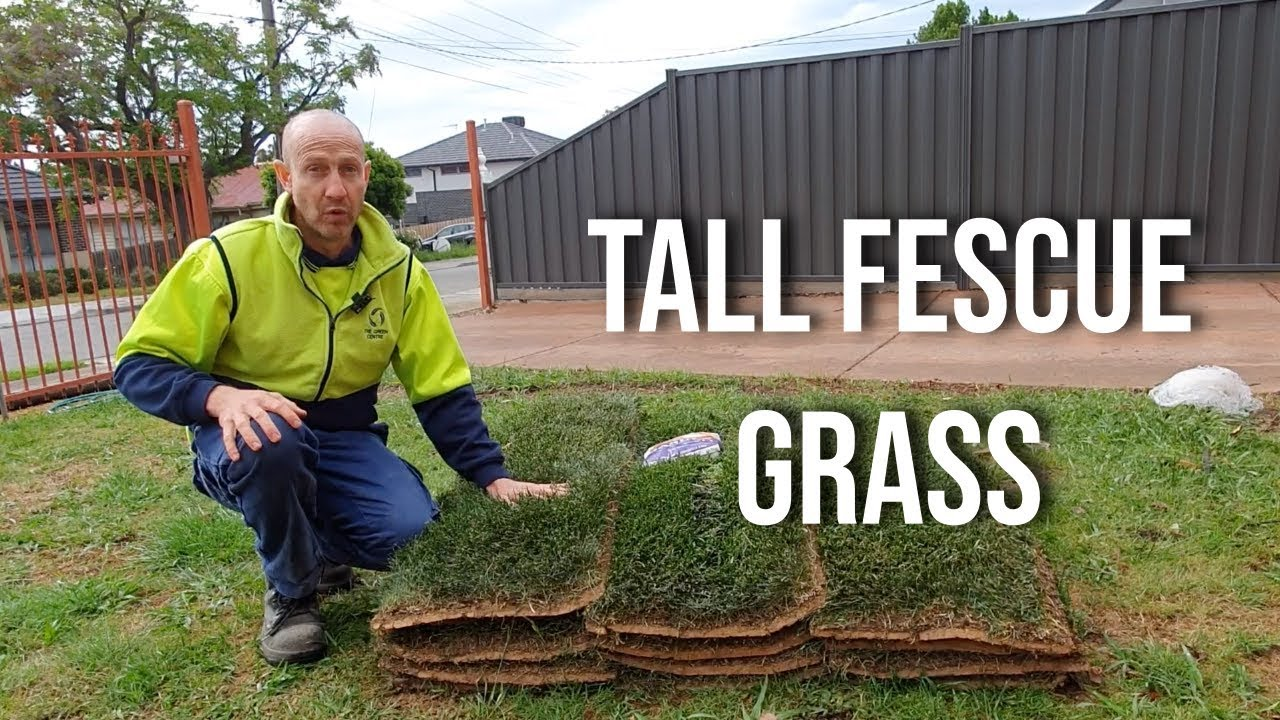 Tall Fescue Grass